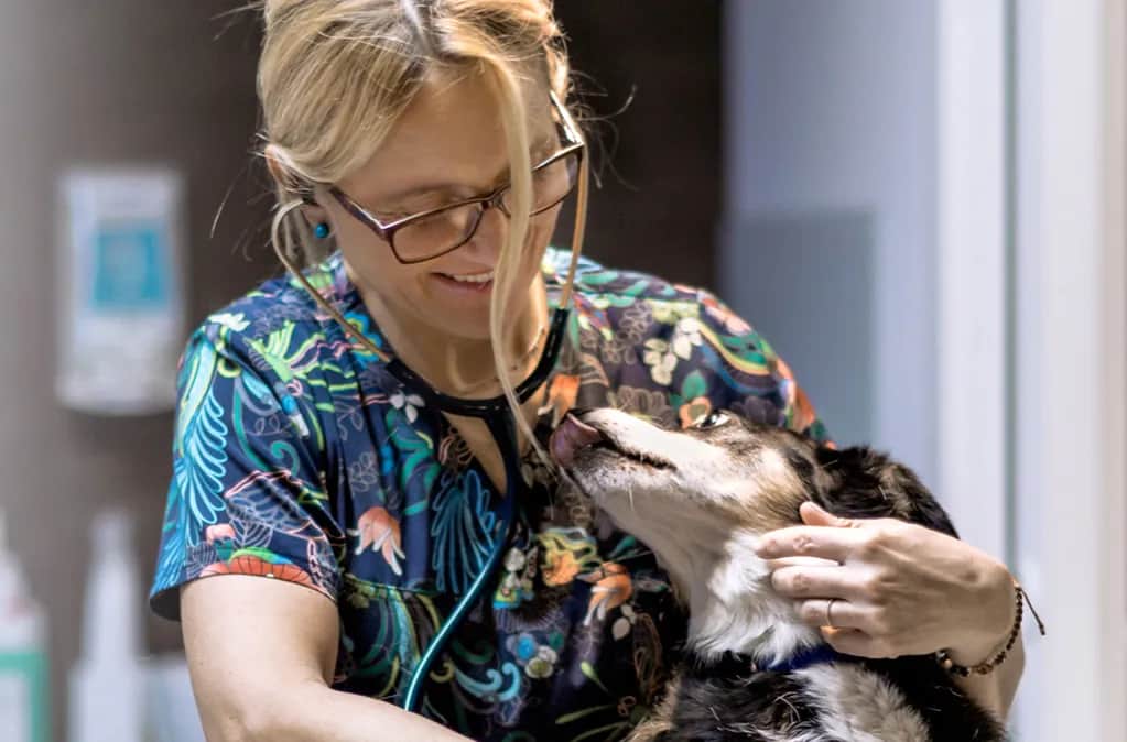 Weterynarz Gdańsk Osowa: Gdzie leczyć pupila? Opinie