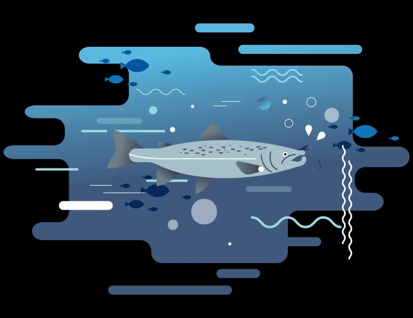 Czy łosoś występuje w Bałtyku? Fakty o jego obecności i zagrożeniach