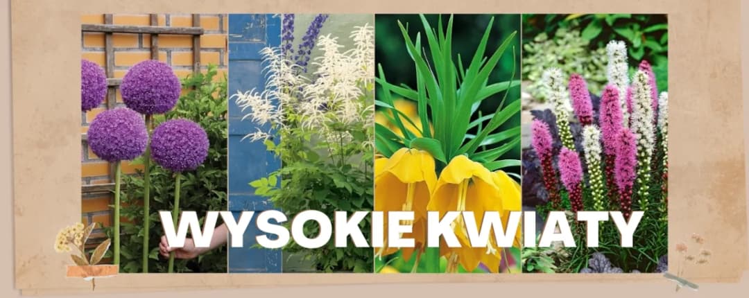 Kwiaty ogrodowe wysokie: 7 imponujących gatunków do Twojego ogrodu