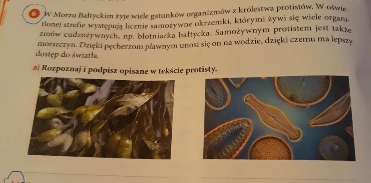 Fascynujący wpływ protistów na organizmy żywe w Morzu Bałtyckim: co wiemy Fascynujący wpływ protistów na organizmy żywe w Morzu Bałtyckim: co wiemy