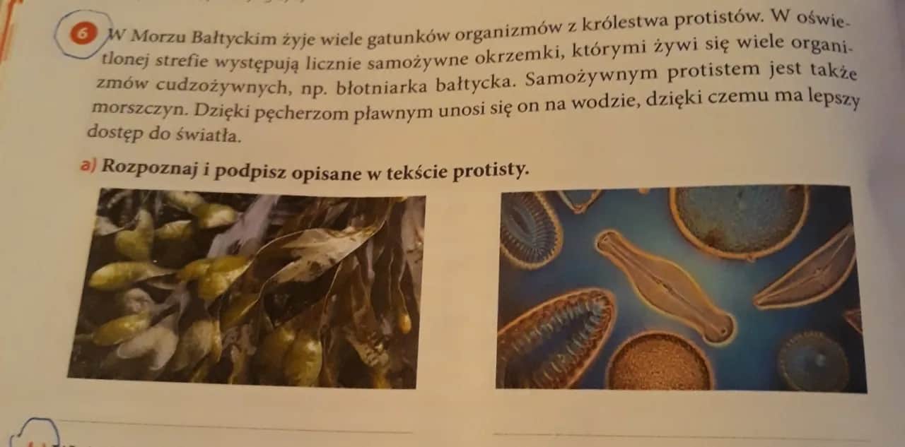 Fascynujący wpływ protistów na organizmy żywe w Morzu Bałtyckim: co wiemy
